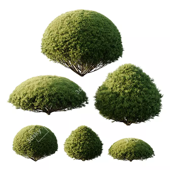 Pine Mugo 3D Models Kit 3D model image 3