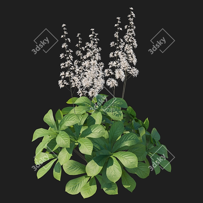 Rodgersia aesculifolia 3D Model Kit 3D model image 3