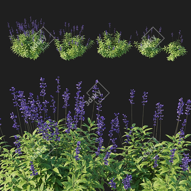 Blue Salvia Bush Render Model 3D model image 1