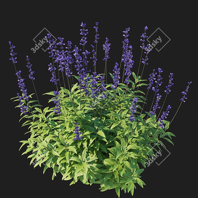 Blue Salvia Bush Render Model 3D model image 2