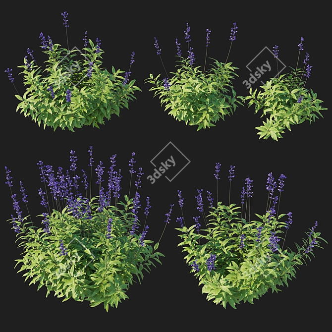 Blue Salvia Bush Render Model 3D model image 3