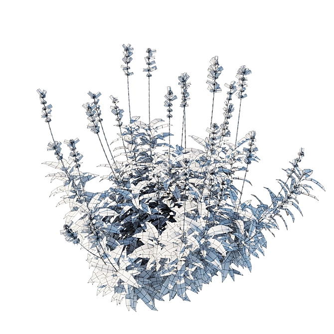 Blue Salvia Bush Render Model 3D model image 4
