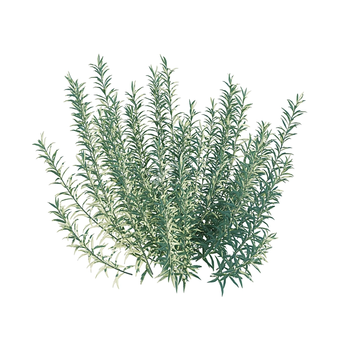 Artemisia Ludoviciana Albula 3D Model 3D model image 3