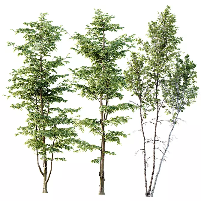 Variety Carpinus Betulus 3D Models 3D model image 1