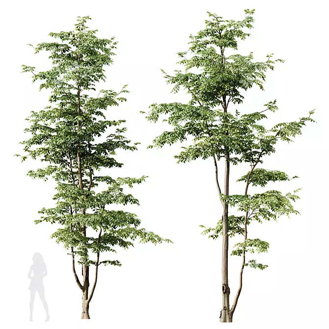 Variety Carpinus Betulus 3D Models 3D model image 4