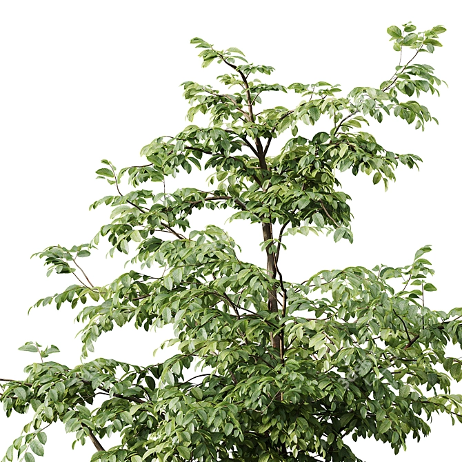 Variety Carpinus Betulus 3D Models 3D model image 5