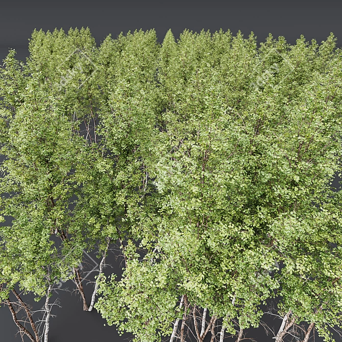 Variety Carpinus Betulus 3D Models 3D model image 6