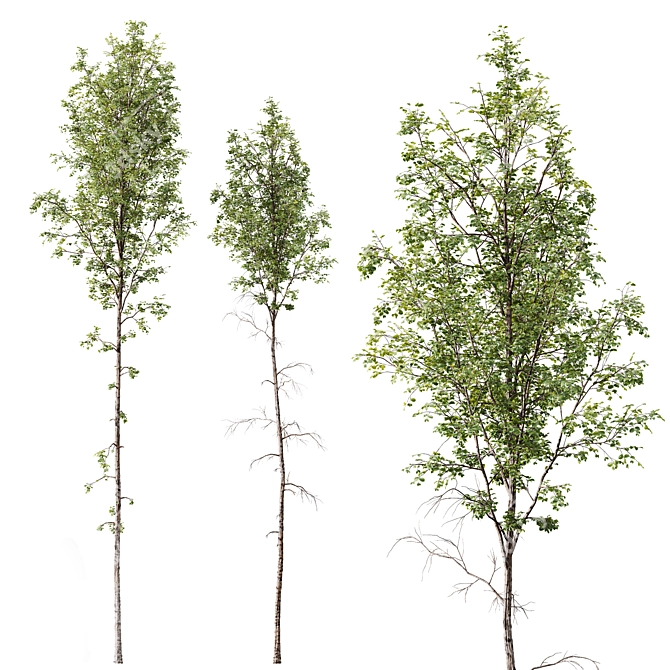  Spring Betula Pendula Castanea Sativa 3D model image 5