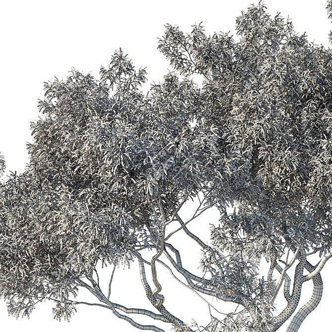 Corona Render Eucalyptus Tree Model 3D model image 3