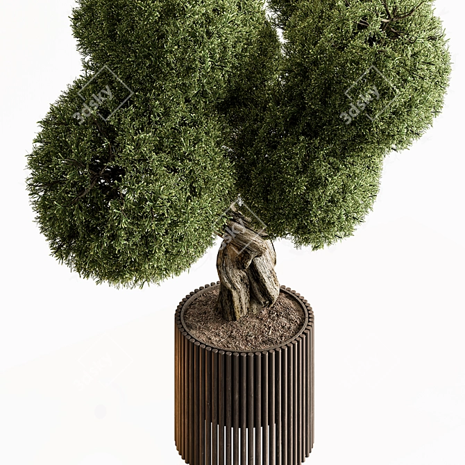 Topiary Ball Outdoor Plant 3D model image 2