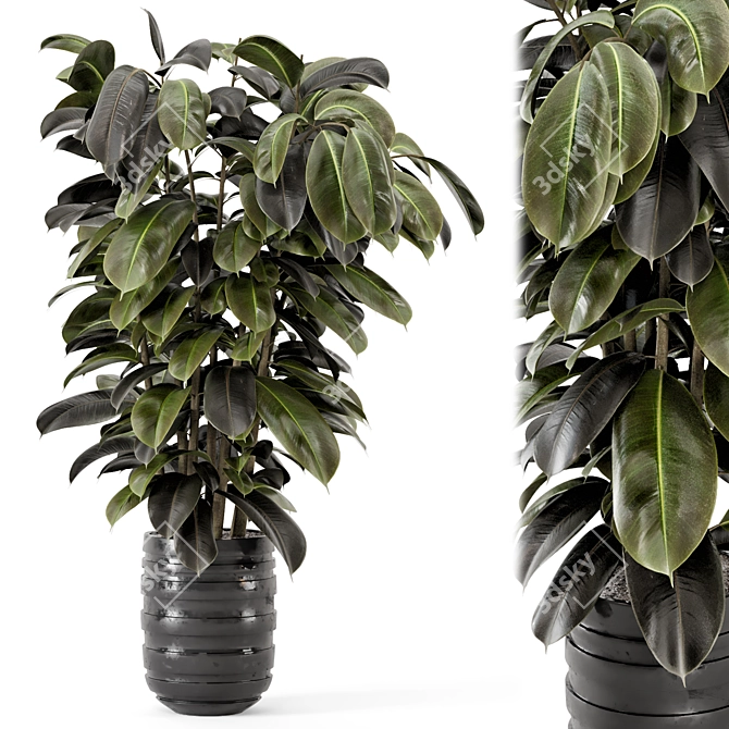 Ficus Indoor Plants - Dark Pot 3D model image 2