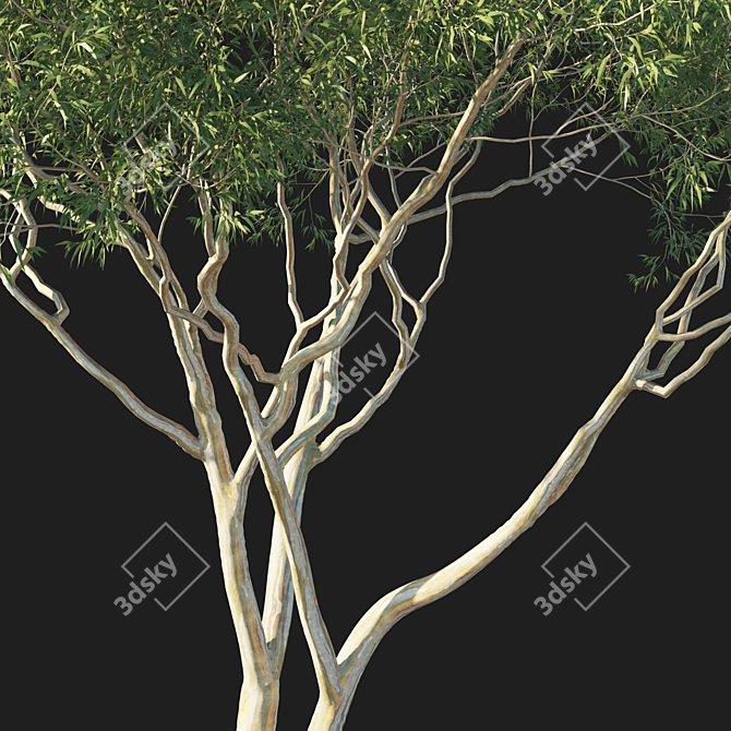 Eucalyptus Tree 3D Model 2017 3D model image 2