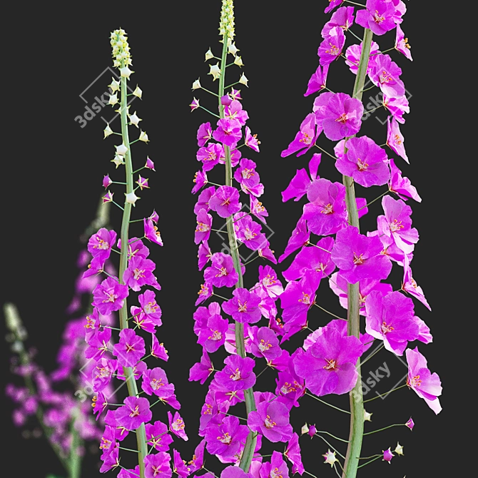 Elegant Verbascum Flower Collection 3D model image 6