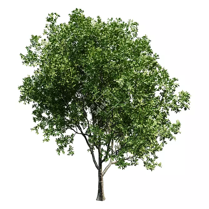  Landscaping Tree 3D Model 3D model image 2