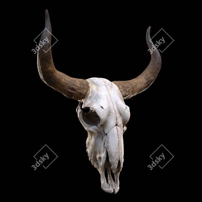 Vintage Longhorn Skull Decor Model 3D model image 1