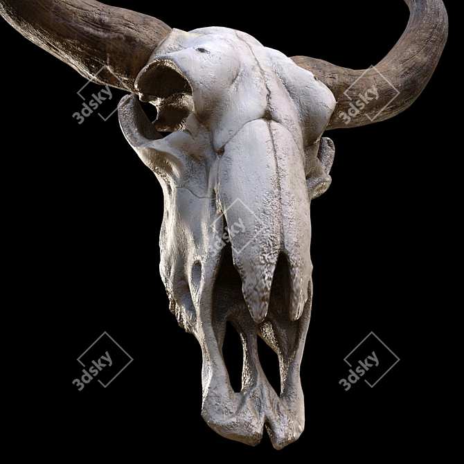 Vintage Longhorn Skull Decor Model 3D model image 4