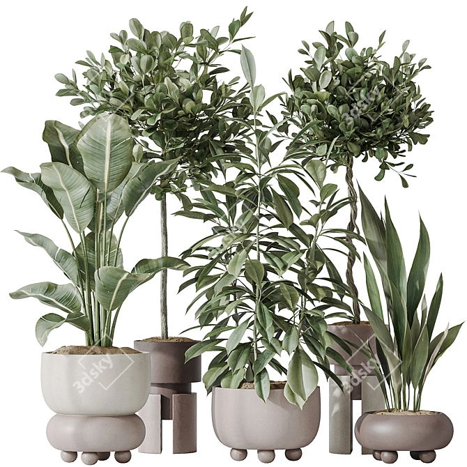 Exotic Indoor Plant Set Bundle 3D model image 1