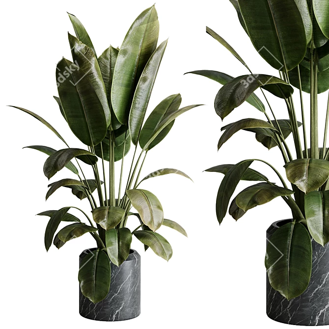 Rubber Ficus Indoor Plant 501 3D model image 1