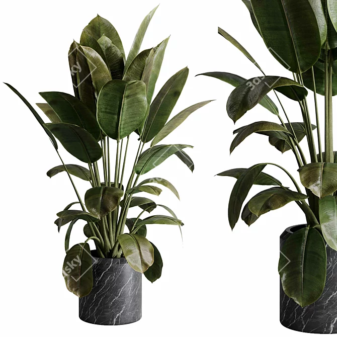 Rubber Ficus Indoor Plant 501 3D model image 2