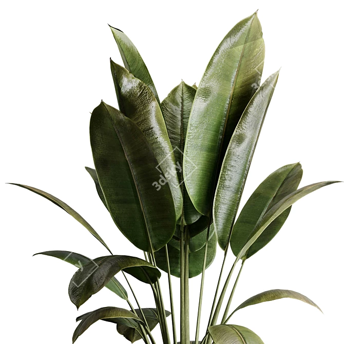 Rubber Ficus Indoor Plant 501 3D model image 3