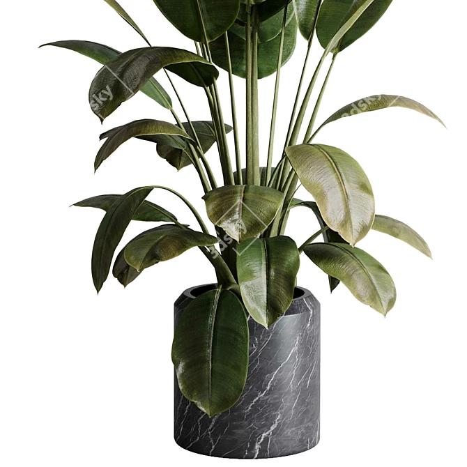 Rubber Ficus Indoor Plant 501 3D model image 4