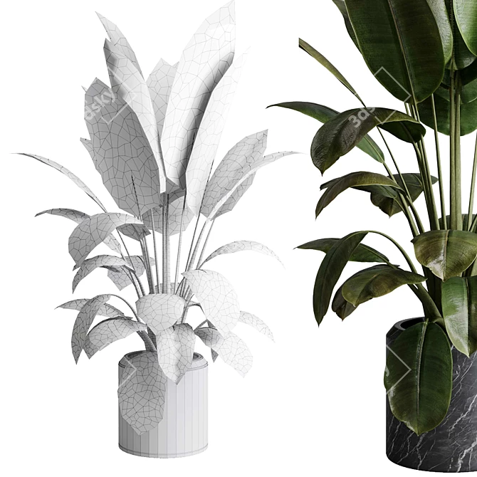 Rubber Ficus Indoor Plant 501 3D model image 5