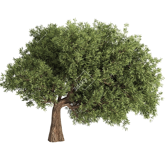 Elegant Olive Tree Set 16 3D model image 2