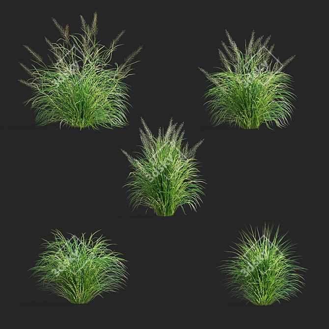 Diamond Veil | Calamagrostis brachytricha 3D model image 2