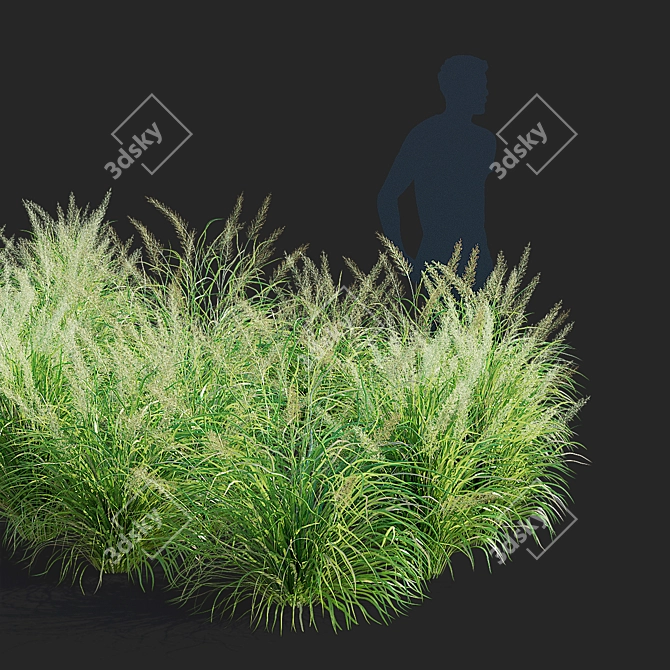 Diamond Veil | Calamagrostis brachytricha 3D model image 3