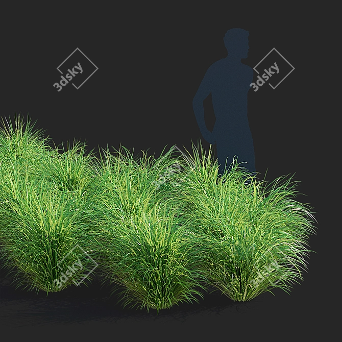 Diamond Veil | Calamagrostis brachytricha 3D model image 4