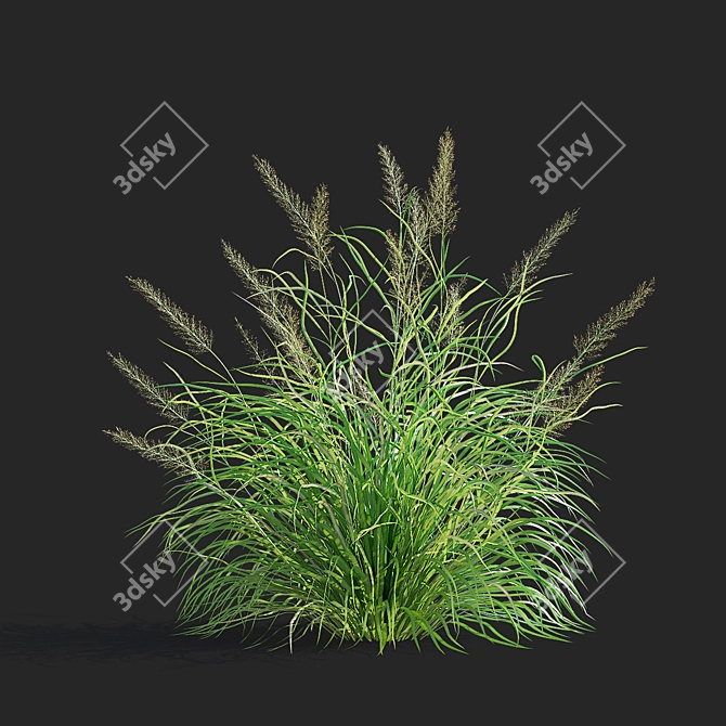 Diamond Veil | Calamagrostis brachytricha 3D model image 5