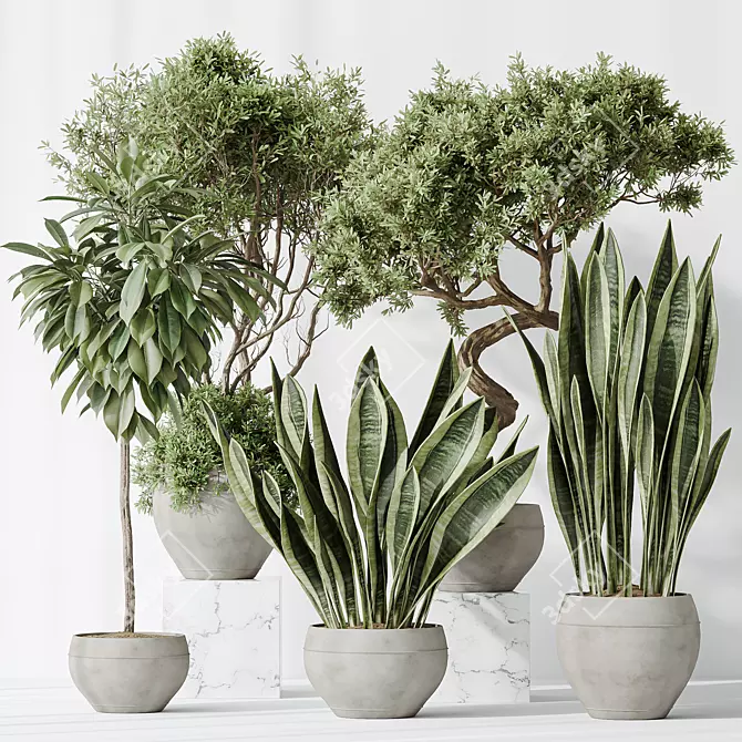 Luxury Indoor Plant Set - 3D Models 3D model image 2