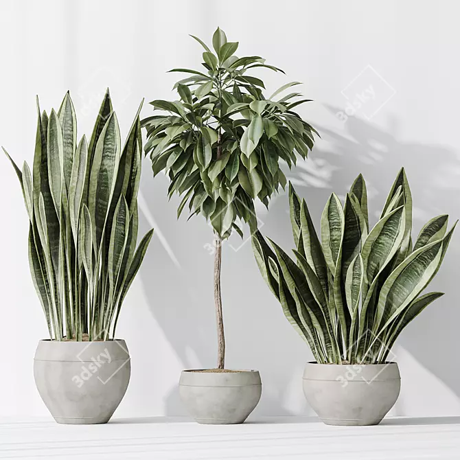 Luxury Indoor Plant Set - 3D Models 3D model image 5