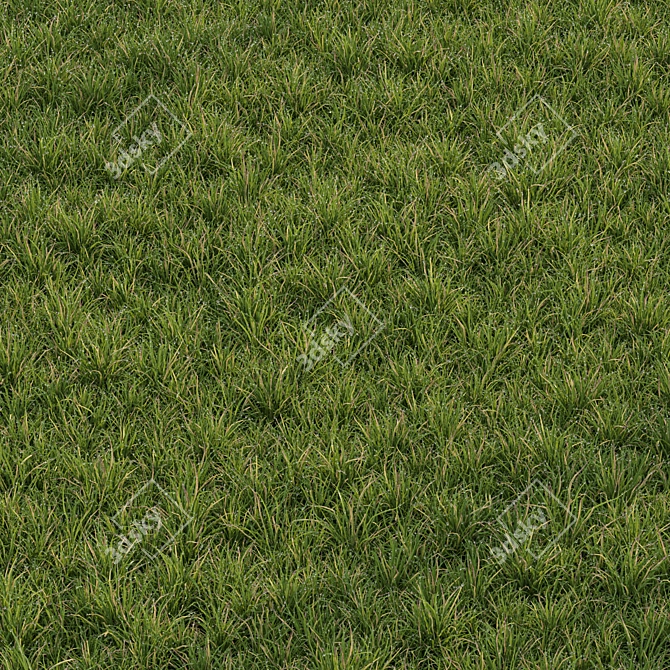 Chaos Scatter Lawn Grass Mesh 3D model image 3