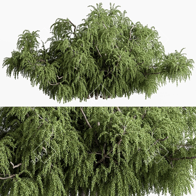Natural Willow Bush Set 145 3D model image 1