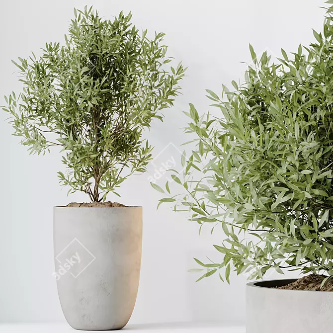 Elegant Olive Trees Set 3 3D model image 2