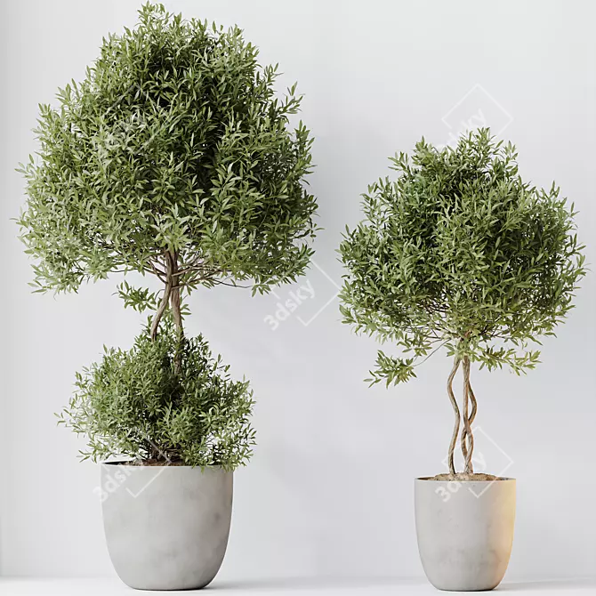 Elegant Olive Trees Set 3 3D model image 3