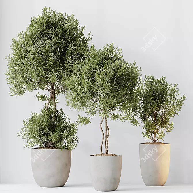 Elegant Olive Trees Set 3 3D model image 4