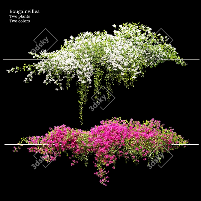 Dual-Colored Bougainvillea Vines 4m 3D model image 1