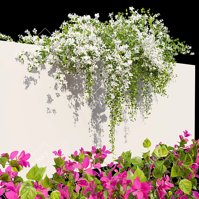 Dual-Colored Bougainvillea Vines 4m 3D model image 3