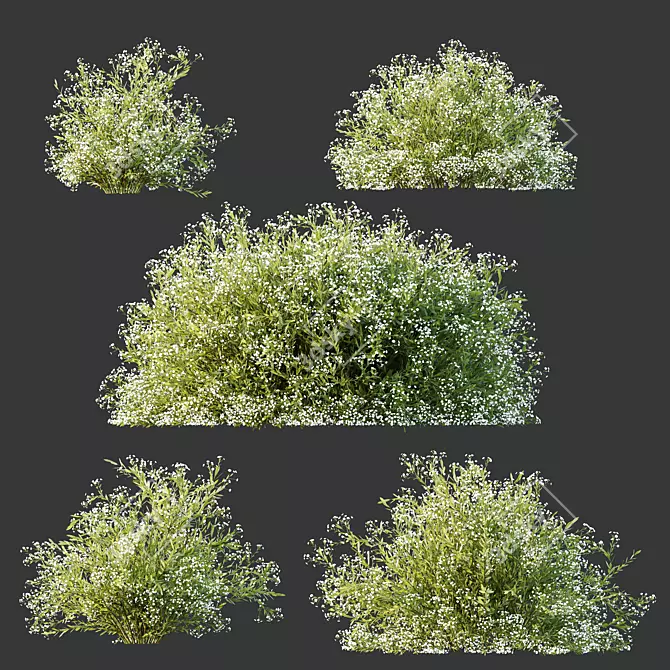 Snowflake Gypsophila 3D Plant Models 3D model image 3