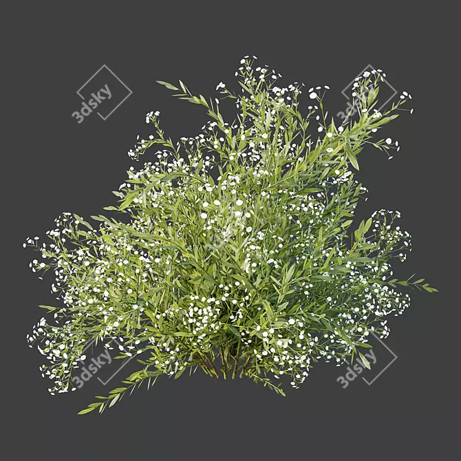 Snowflake Gypsophila 3D Plant Models 3D model image 4