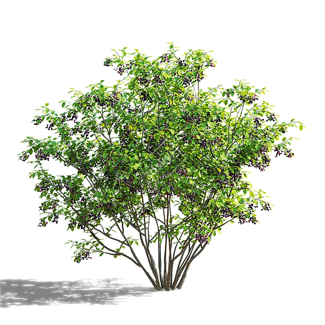 Canadian Serviceberry Berries Collection 3D model image 2