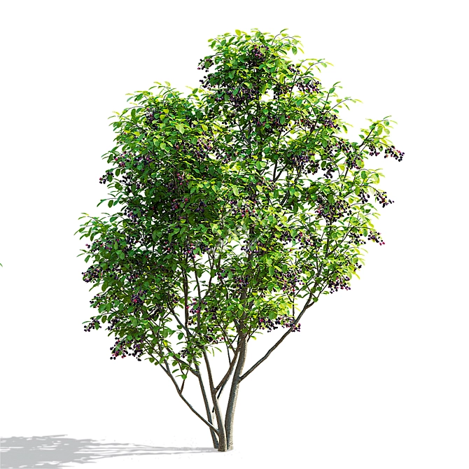 Canadian Serviceberry Berries Collection 3D model image 3