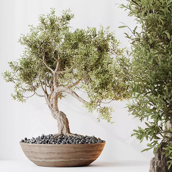 Versatile Olive Tree Set 3D model image 2