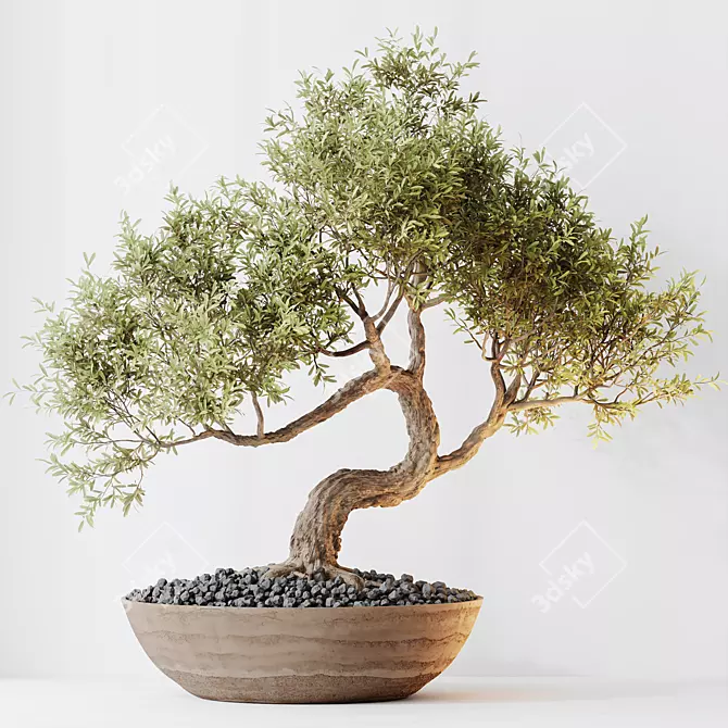 Versatile Olive Tree Set 3D model image 3