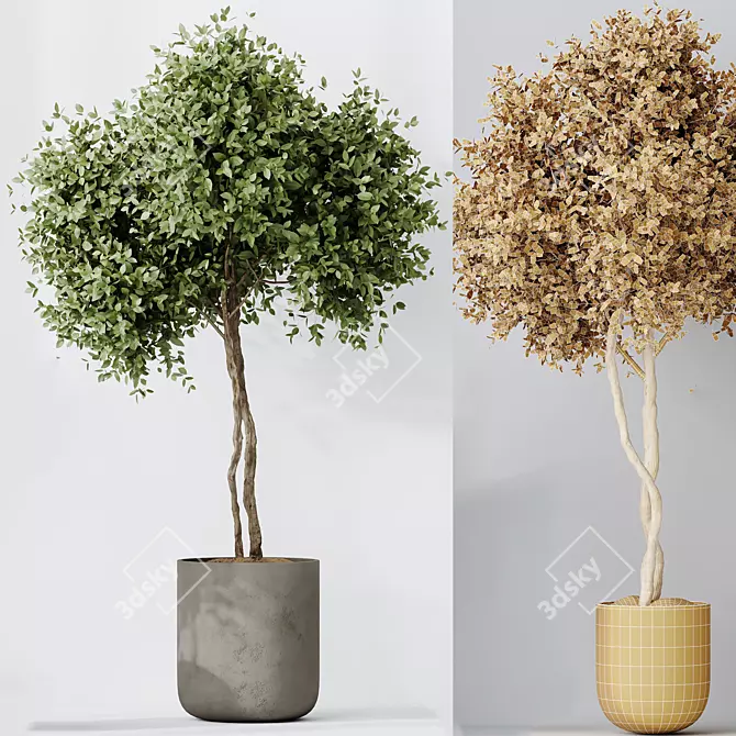 Indoor Olive Trees Set of 5 3D model image 6