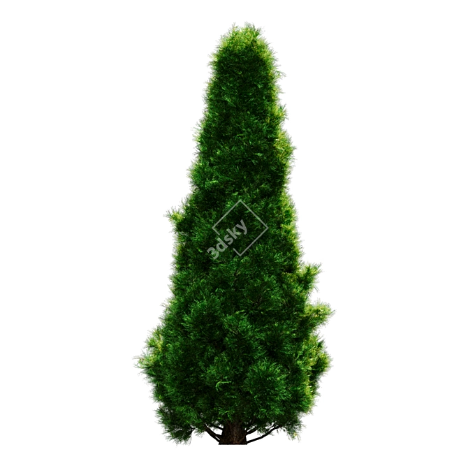 Lush Pine Tree Render Poly 3D model image 3