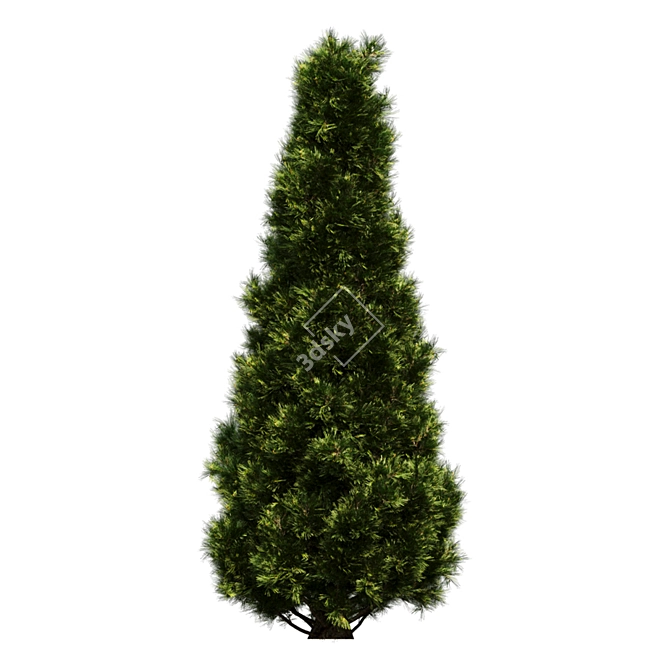 Lush Pine Tree Render Poly 3D model image 4