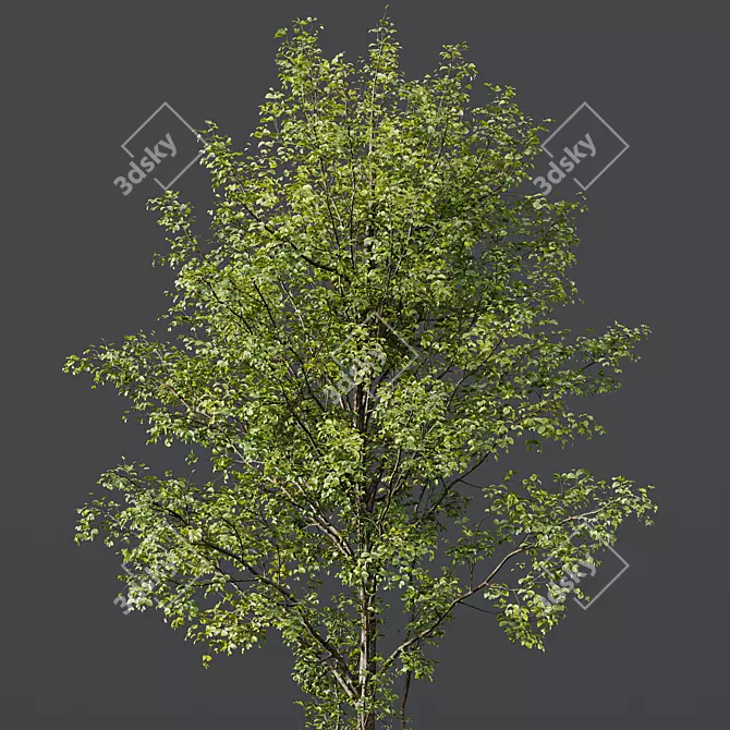 Mixed Tree 3D Models Pack 3D model image 2